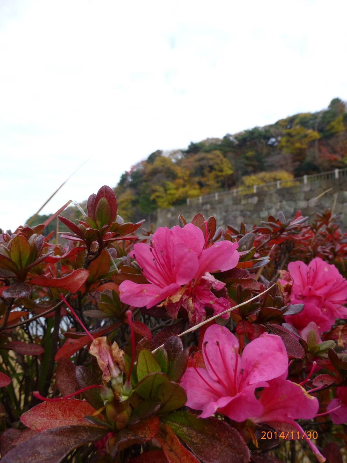 f:id:k10no3:20141130091645j:image:w279