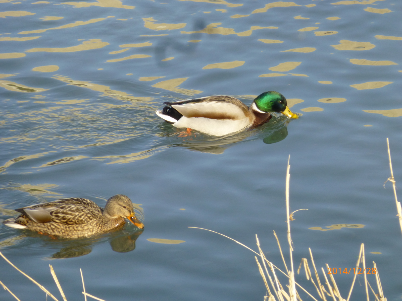 f:id:k10no3:20141228144140j:image:w279