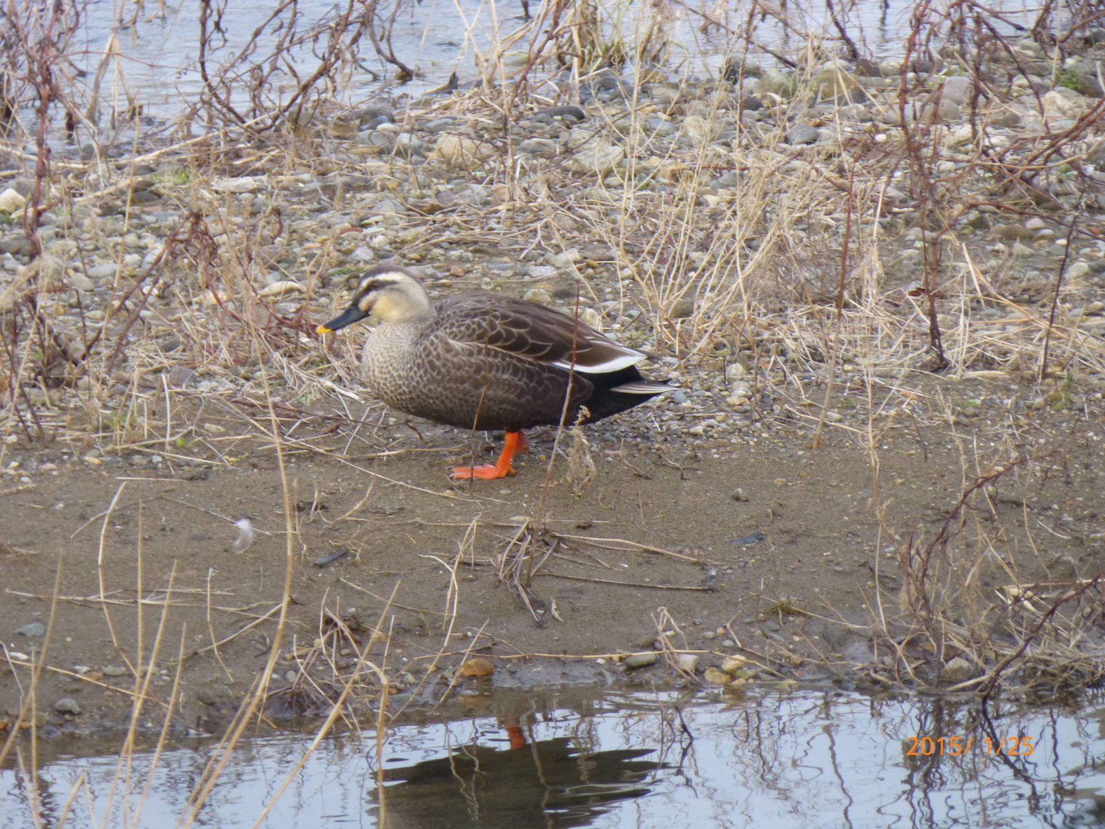 f:id:k10no3:20150125155658j:image:w279