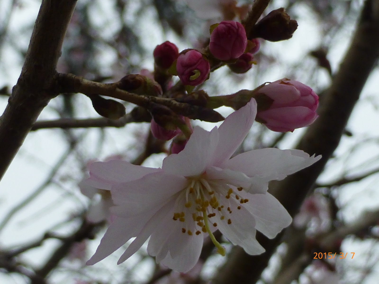 f:id:k10no3:20150307162954j:image:w560