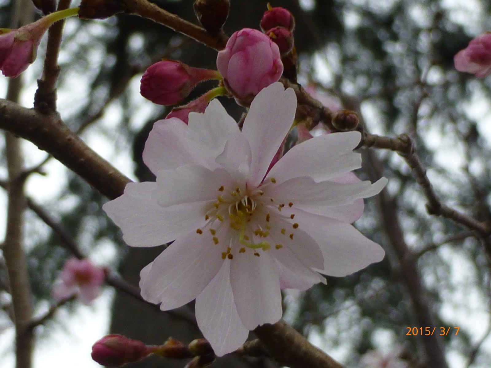 f:id:k10no3:20150307163059j:image:w279