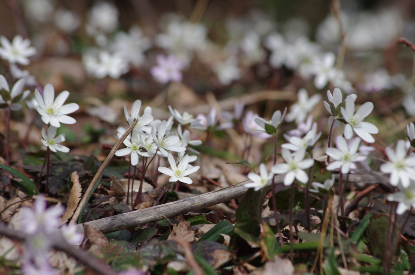 f:id:k10no3:20150321104928j:image:w560