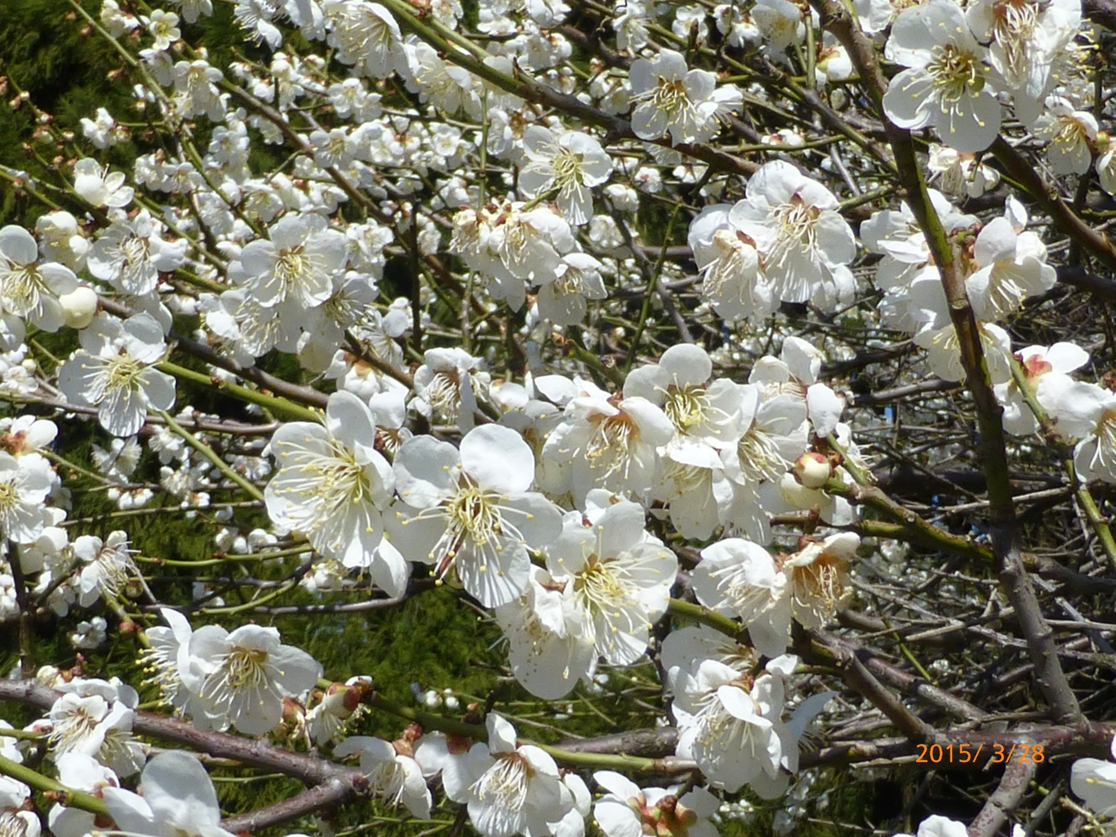 f:id:k10no3:20150328133803j:image:w279
