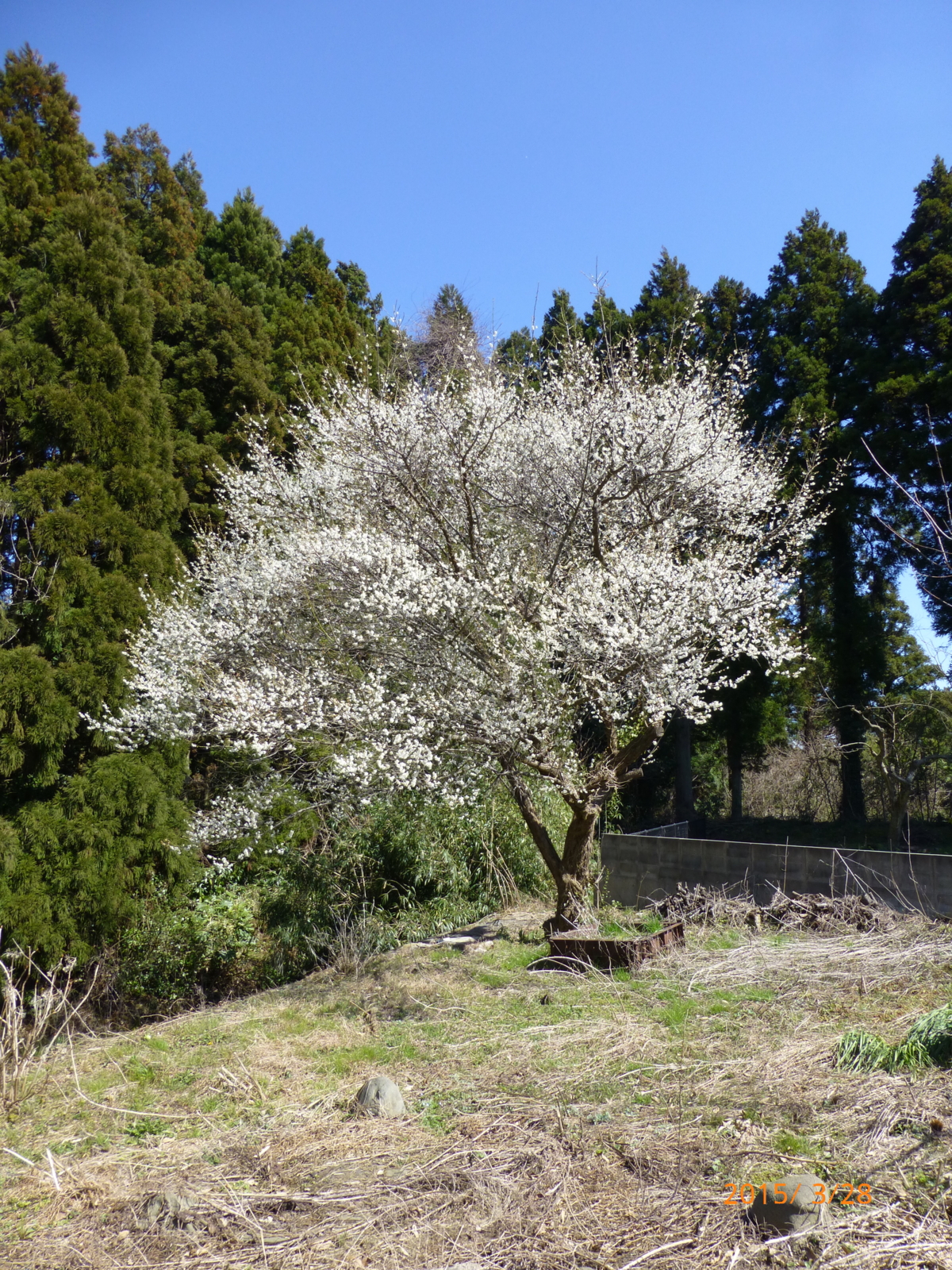 f:id:k10no3:20150328133831j:image:w420 f:id:k10no3:20150328133831j:image:w420