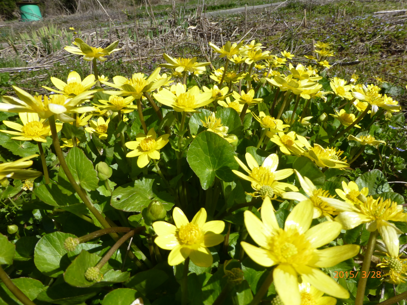 f:id:k10no3:20150328133905j:image:w279