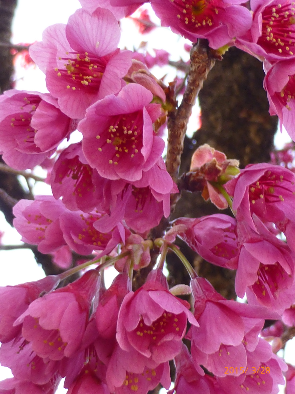 f:id:k10no3:20150328165851j:image:w279