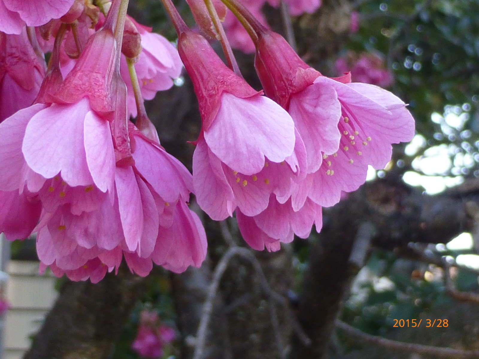 f:id:k10no3:20150328170052j:image:w279
