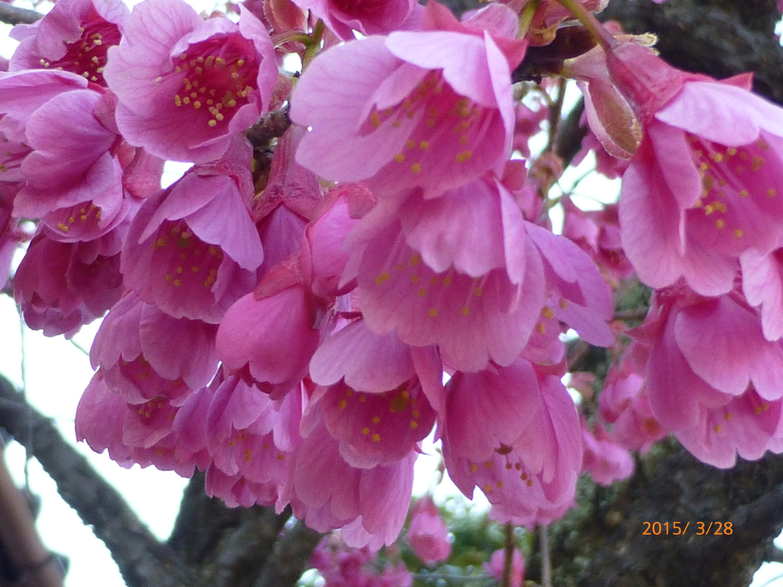 f:id:k10no3:20150328170059j:image:w279