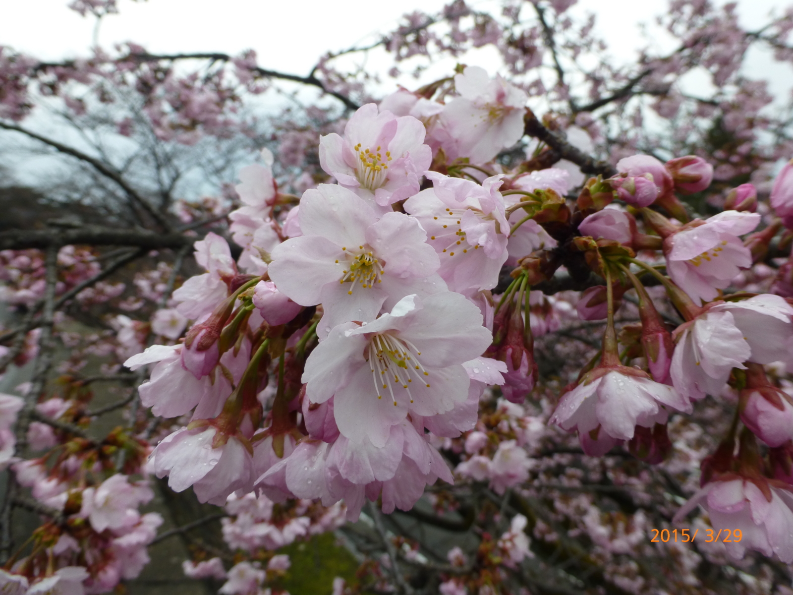 f:id:k10no3:20150329105027j:image:w560 f:id:k10no3:20150329105027j:image:w560