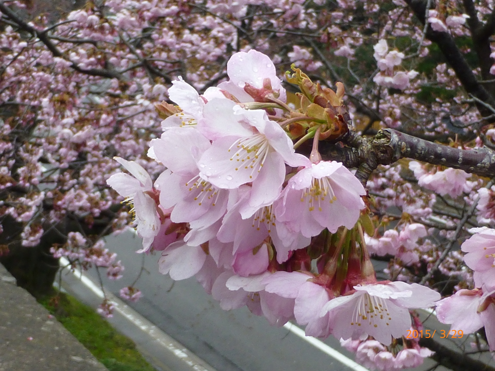 f:id:k10no3:20150329105239j:image:w279 f:id:k10no3:20150329105239j:image:w279