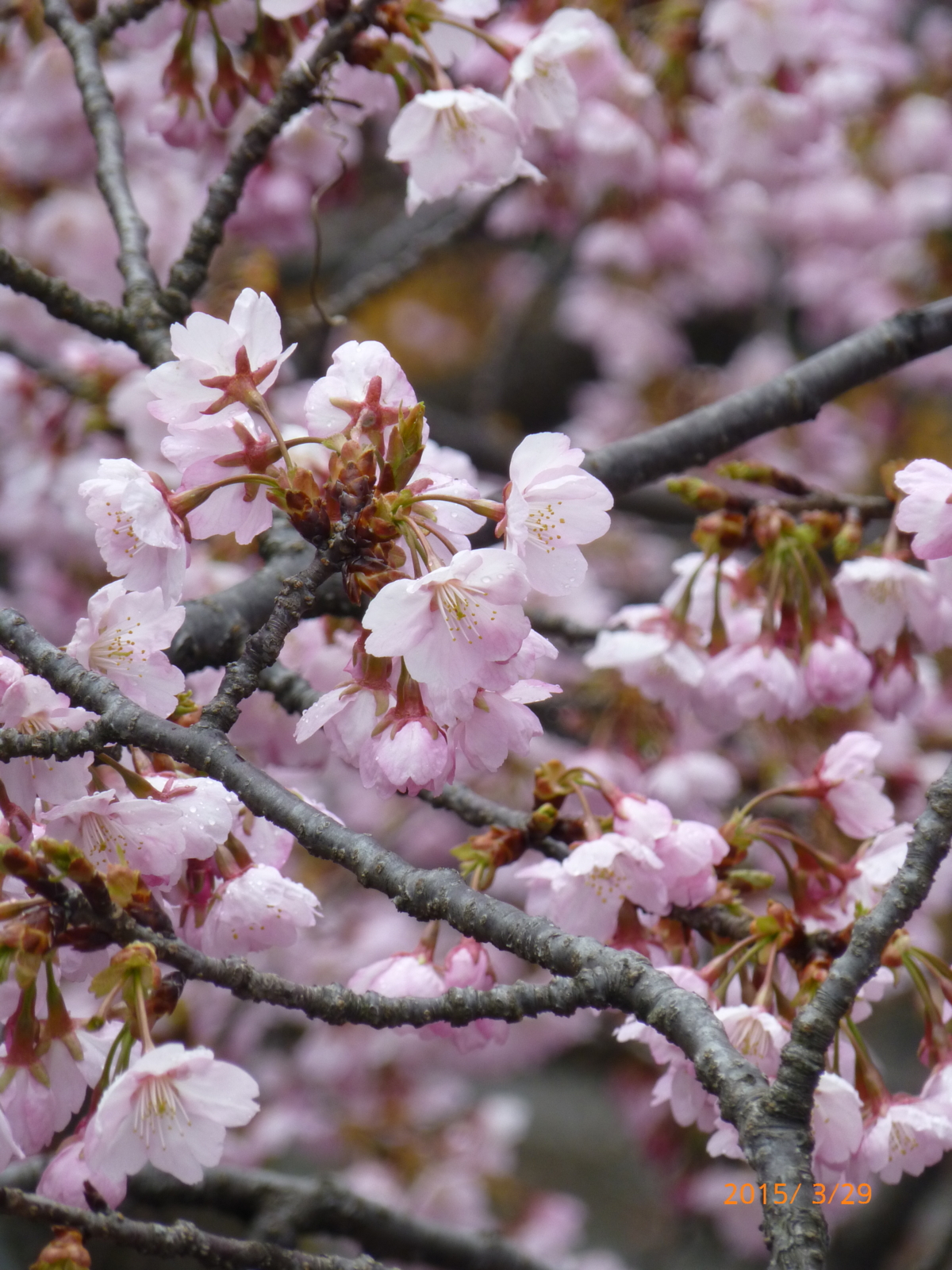 f:id:k10no3:20150329105335j:image:w279 f:id:k10no3:20150329105335j:image:w279