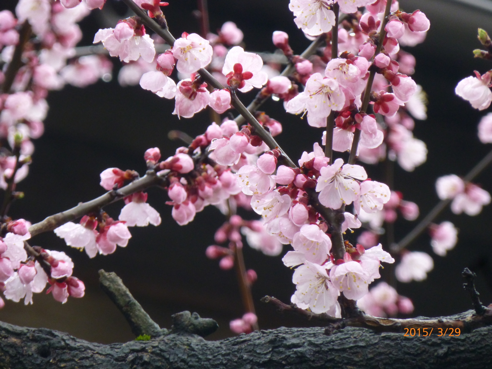 f:id:k10no3:20150329134414j:image:w560 f:id:k10no3:20150329134414j:image:w560