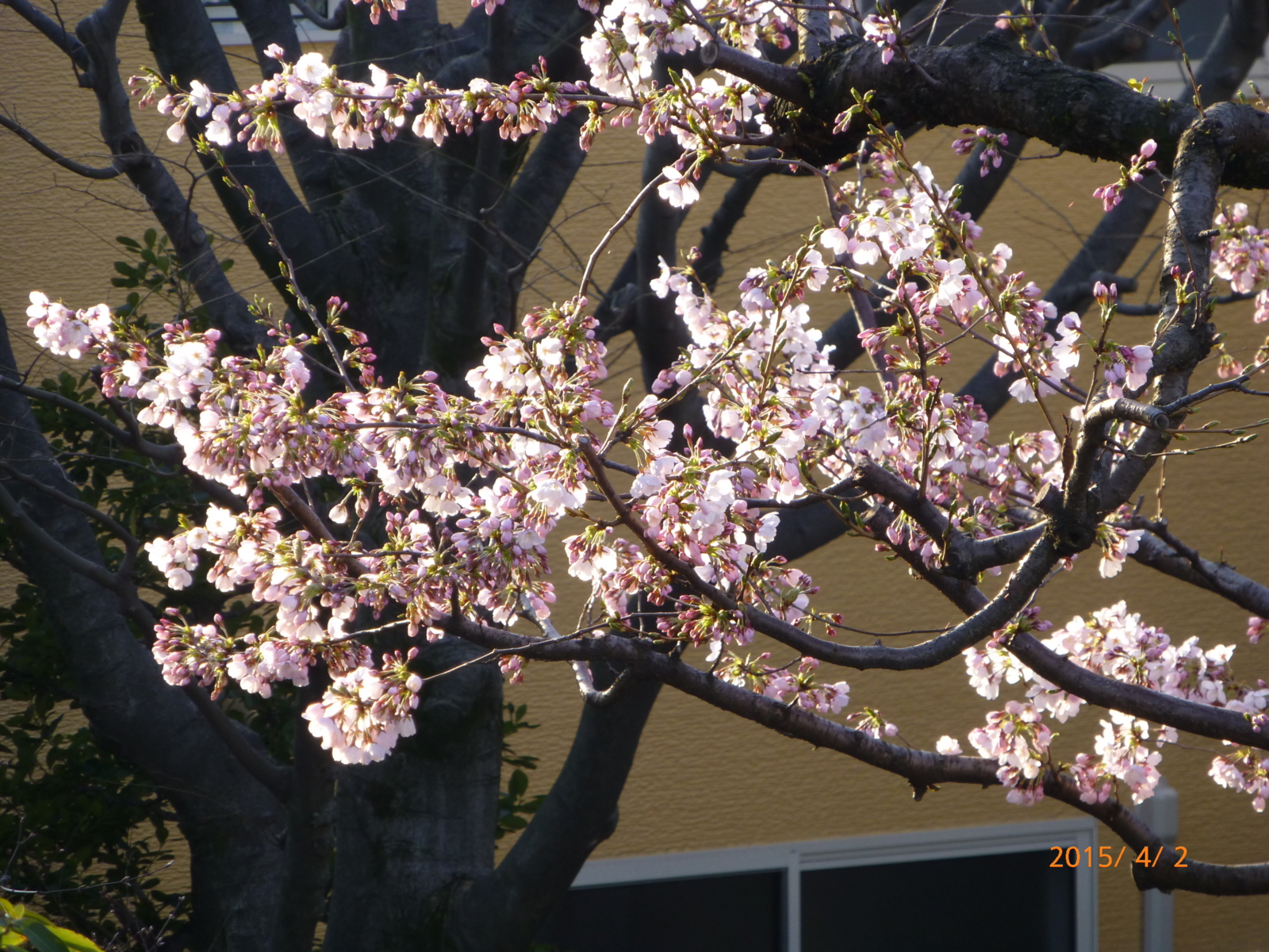 f:id:k10no3:20150402064339j:image:w279