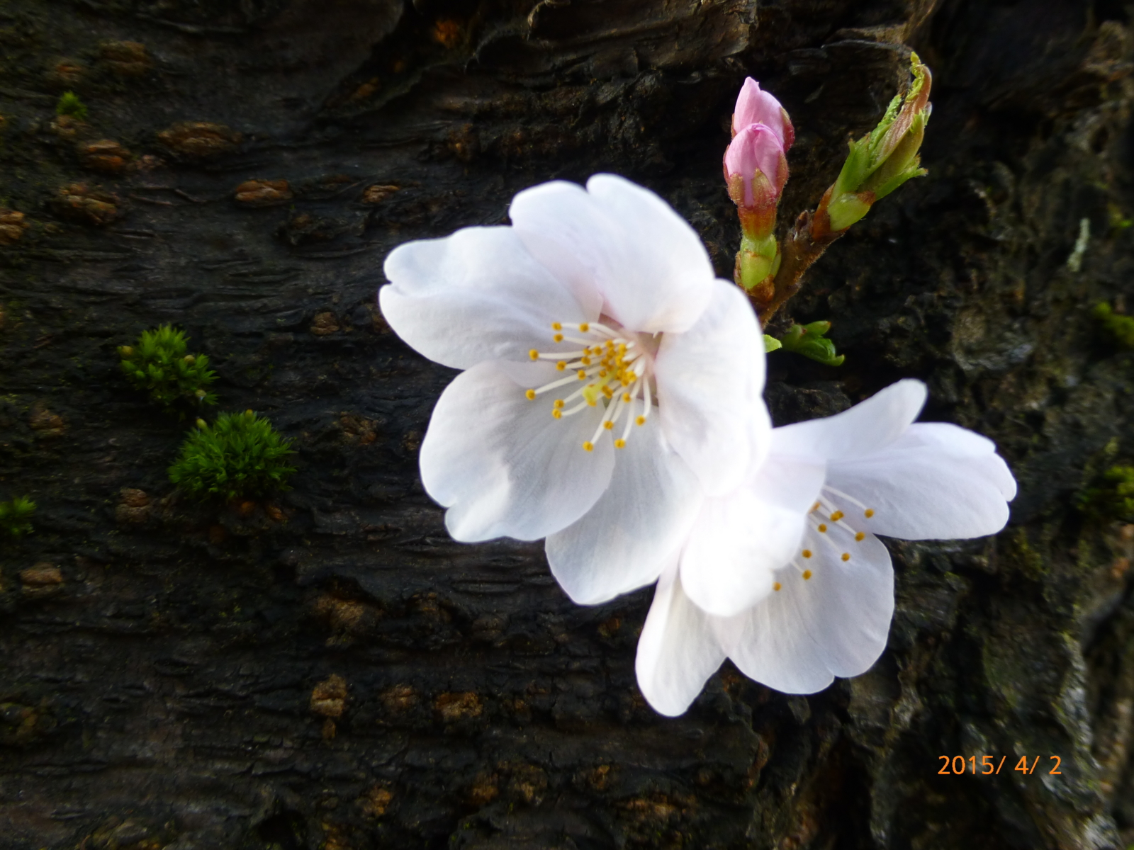f:id:k10no3:20150402064609j:image:w560 f:id:k10no3:20150402064609j:image:w560