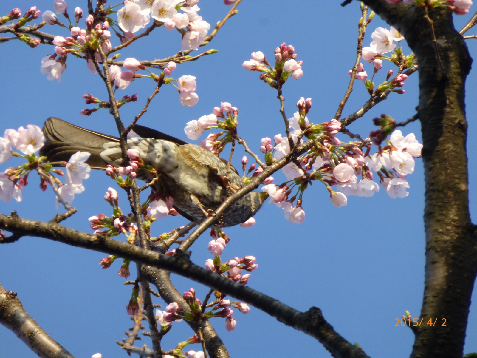 f:id:k10no3:20150402064640j:image:w560