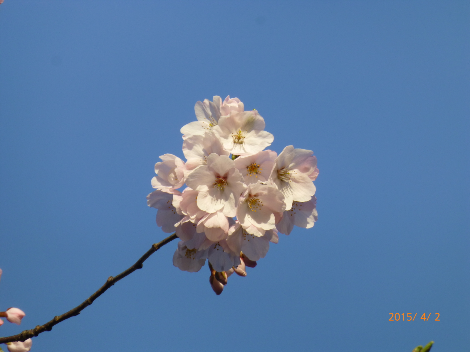 f:id:k10no3:20150402064740j:image:w279