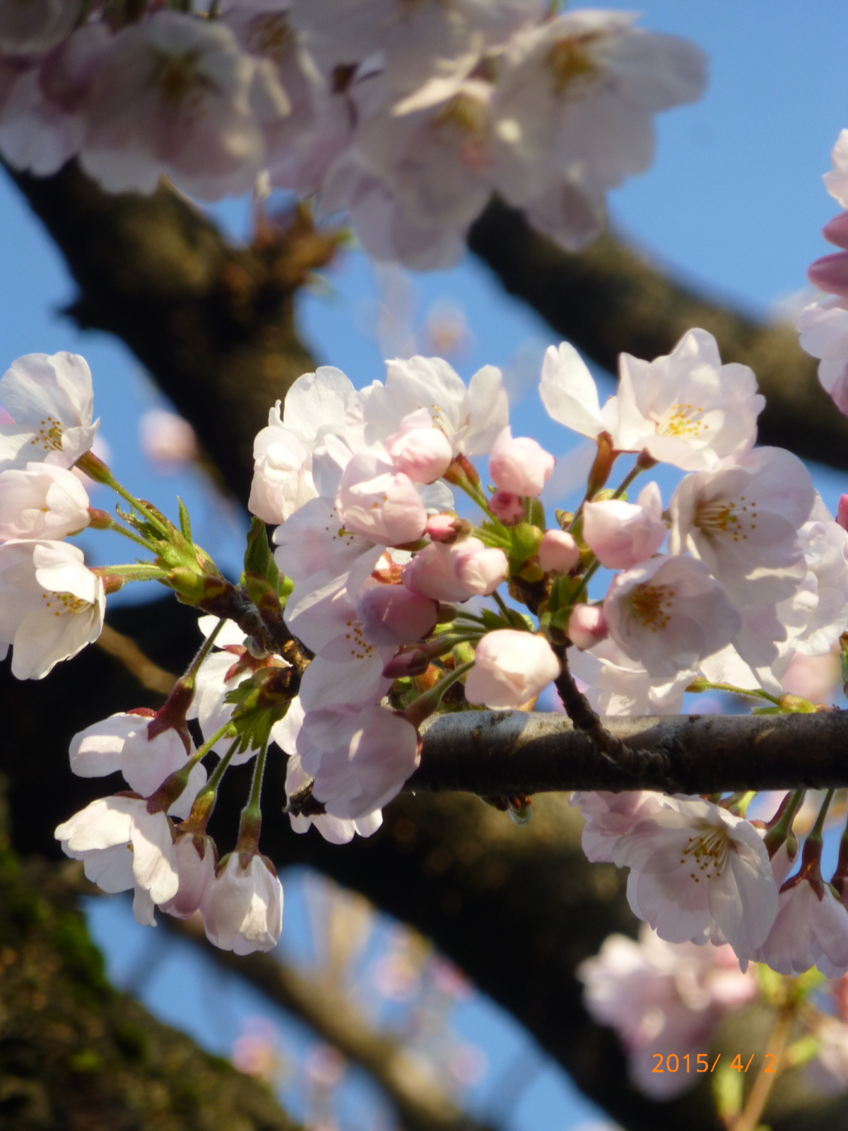 f:id:k10no3:20150402064825j:image:w279