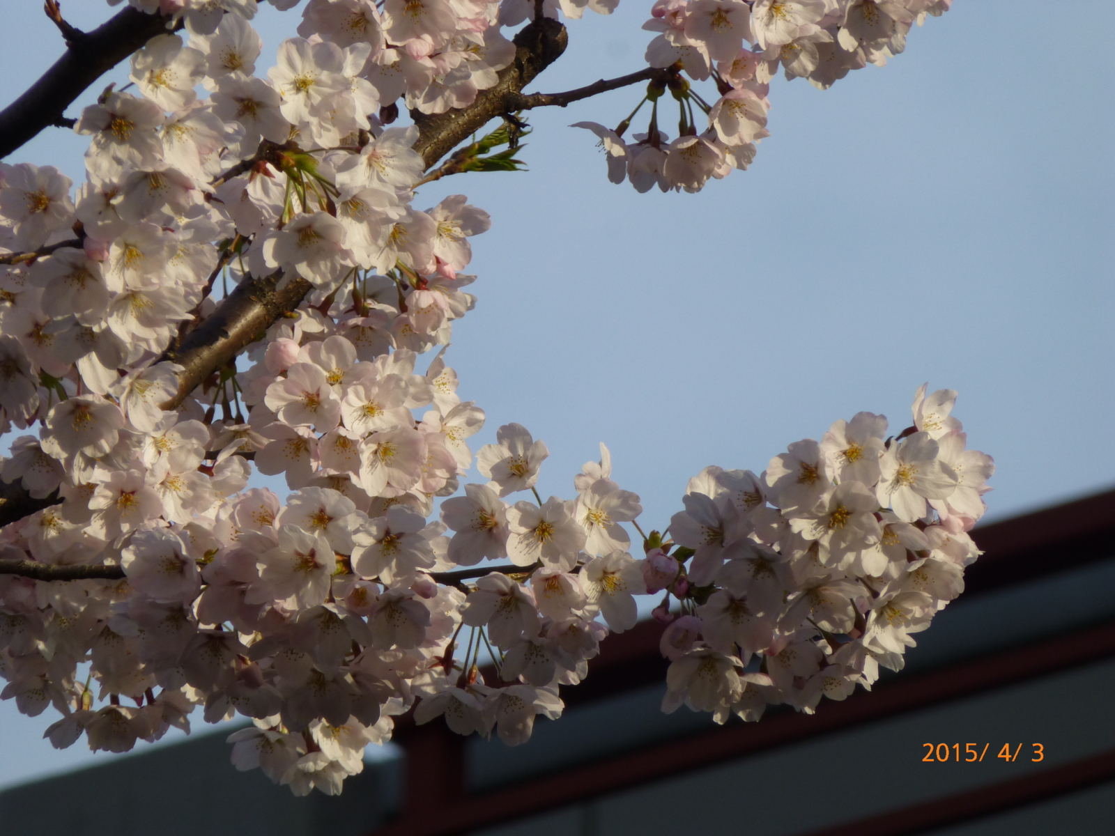 f:id:k10no3:20150403065348j:image:w279
