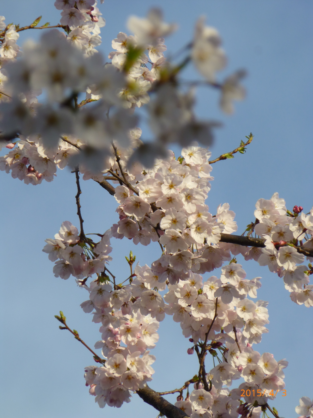 f:id:k10no3:20150403065434j:image:w279 f:id:k10no3:20150403065434j:image:w279