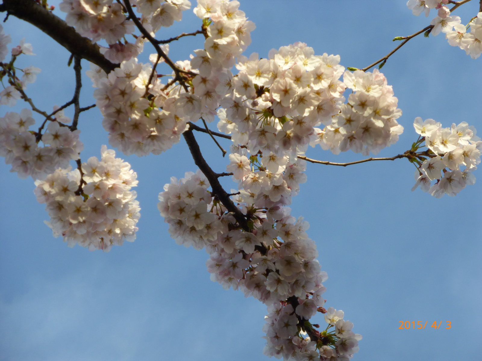 f:id:k10no3:20150403065804j:image:w279
