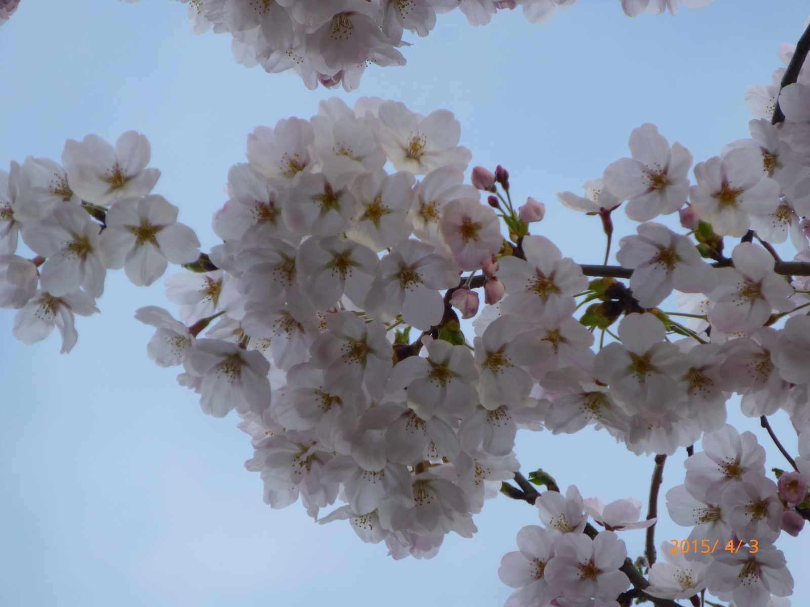 f:id:k10no3:20150403065830j:image:w560