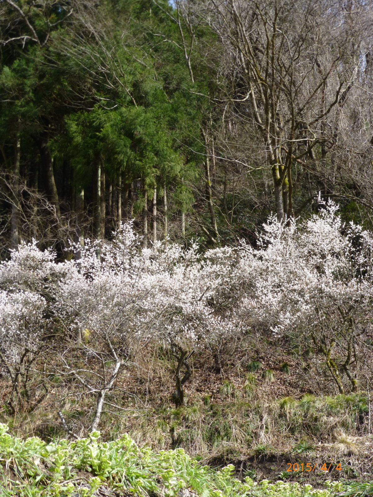 f:id:k10no3:20150404093536j:image:w279 f:id:k10no3:20150404093536j:image:w279
