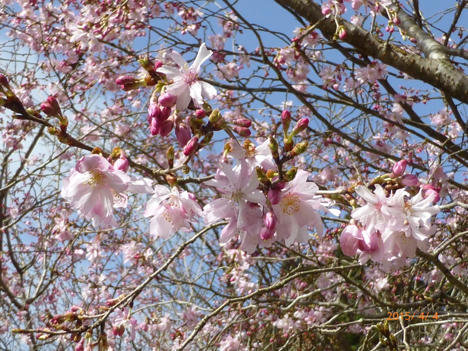 f:id:k10no3:20150404094038j:image:w279 f:id:k10no3:20150404094038j:image:w279