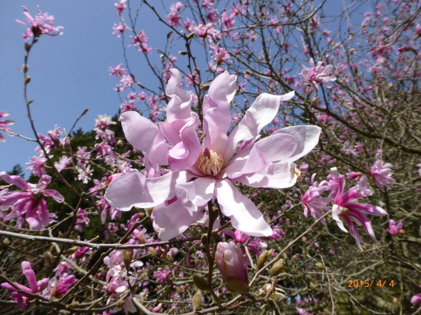 f:id:k10no3:20150404121414j:image:w560