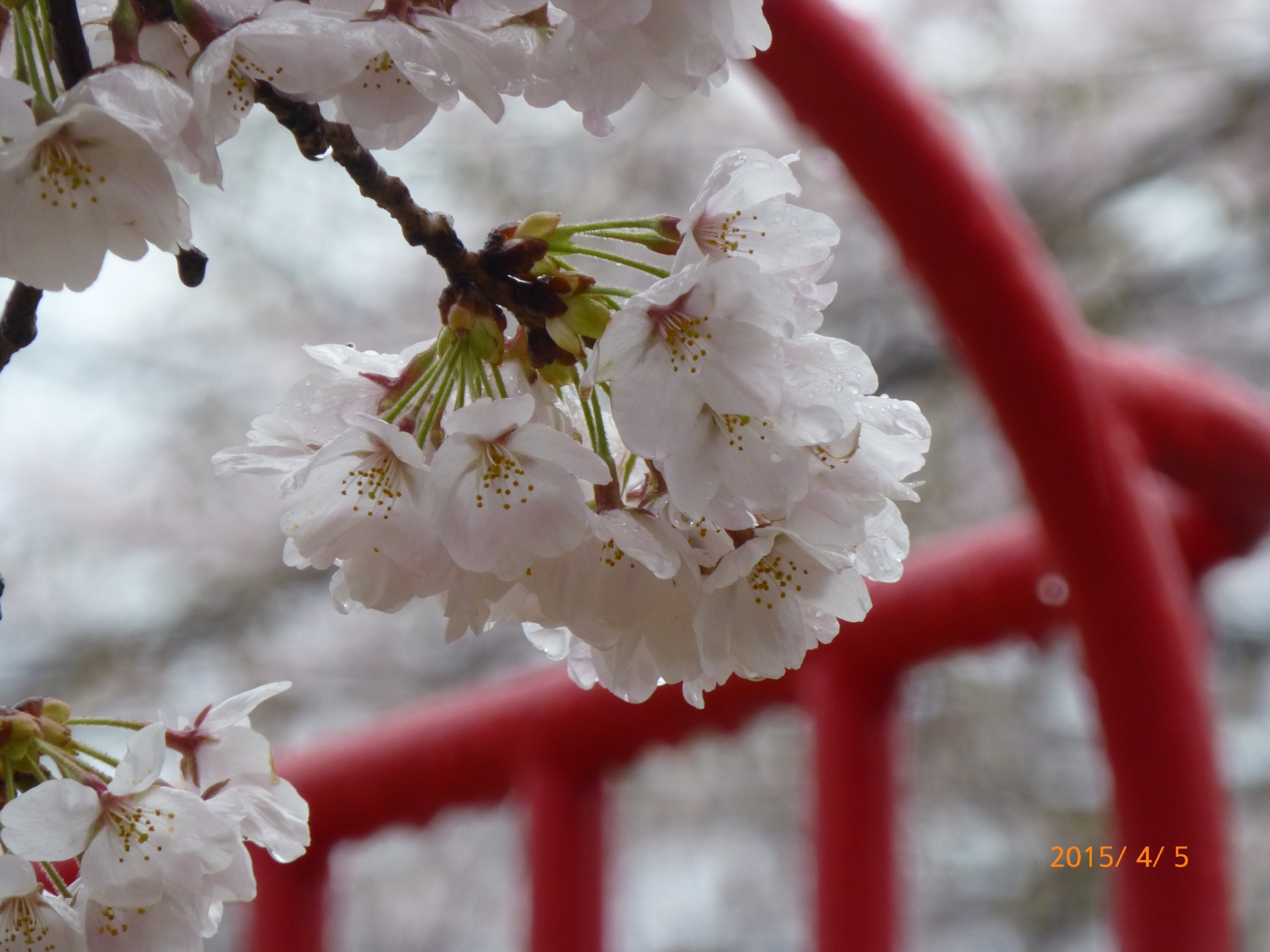 f:id:k10no3:20150405091727j:image:w560