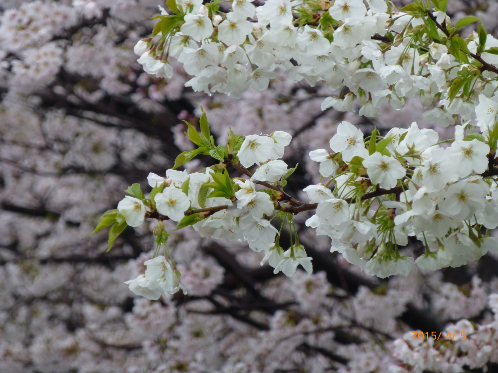 f:id:k10no3:20150405093244j:image:w279