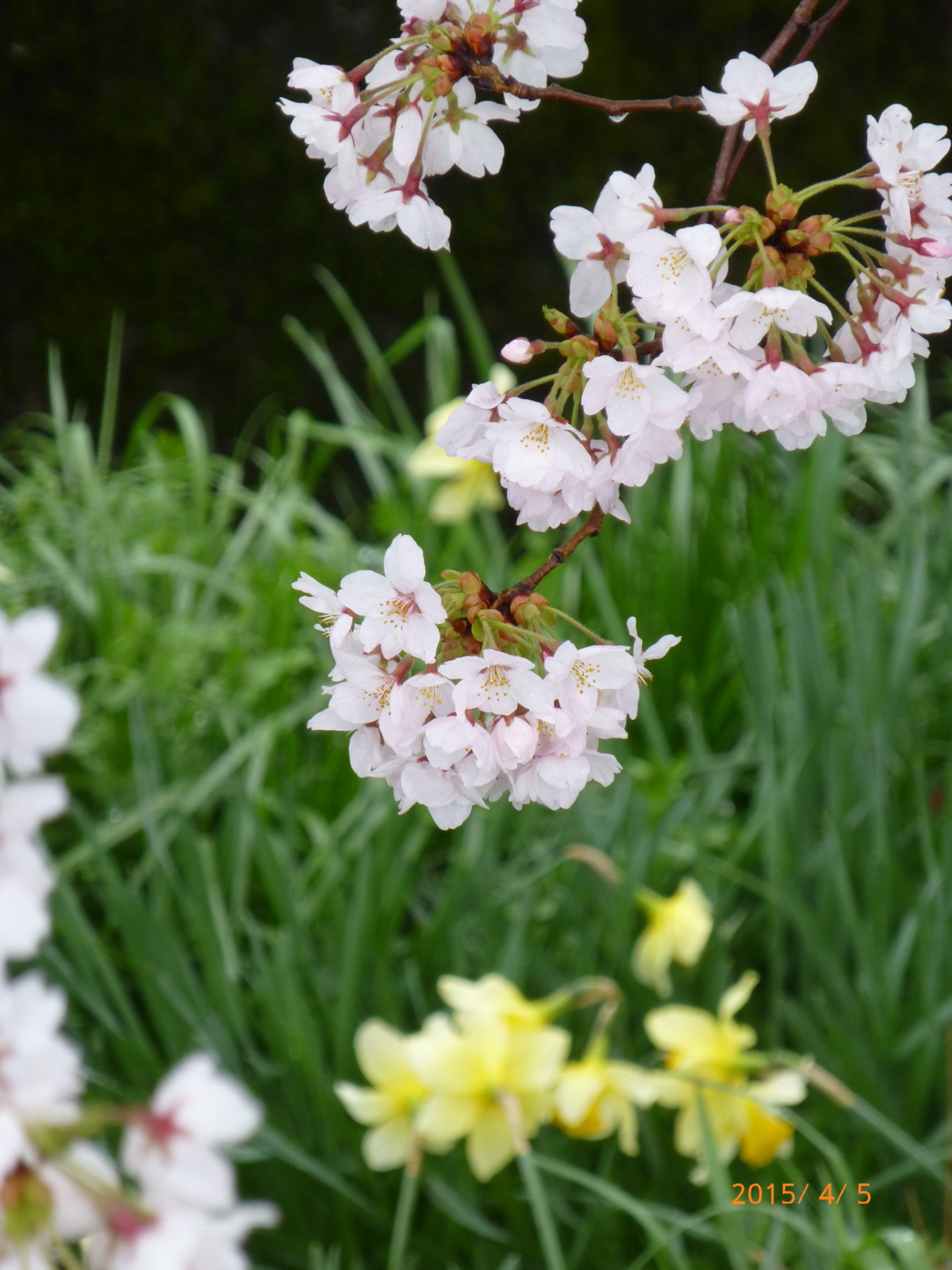 f:id:k10no3:20150405093810j:image:w279