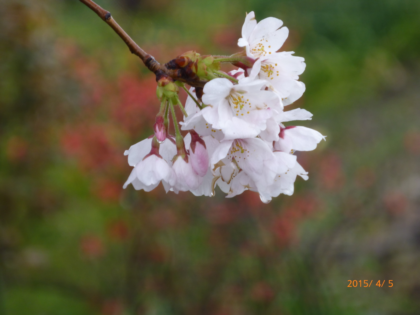 f:id:k10no3:20150405094032j:image:w279