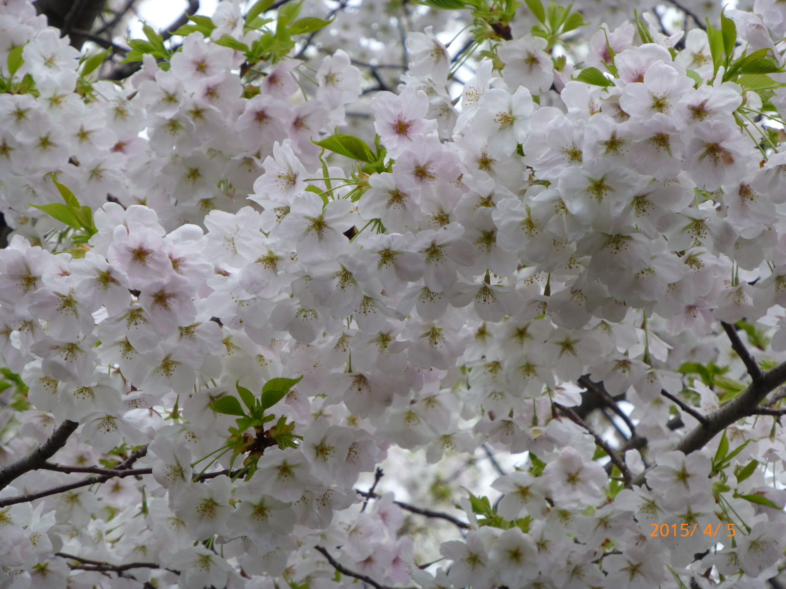 f:id:k10no3:20150405125912j:image:w279