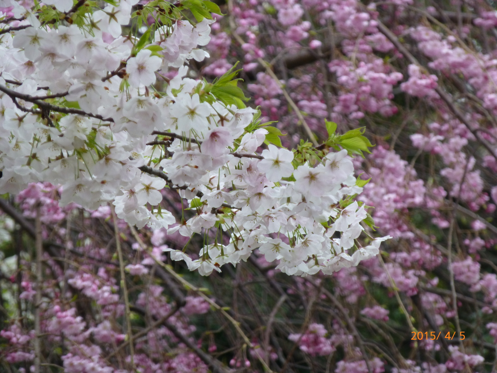 f:id:k10no3:20150405130054j:image:w560