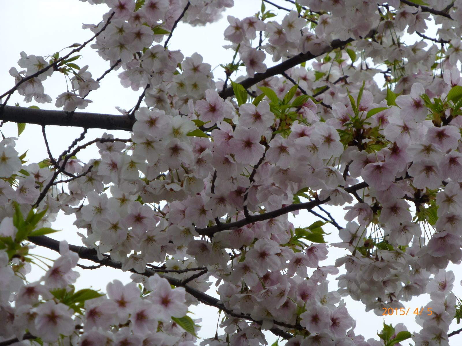 f:id:k10no3:20150405130122j:image:w279