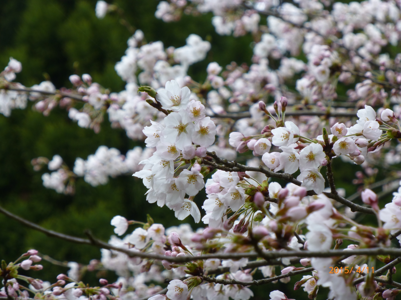 f:id:k10no3:20150411122345j:image:w279