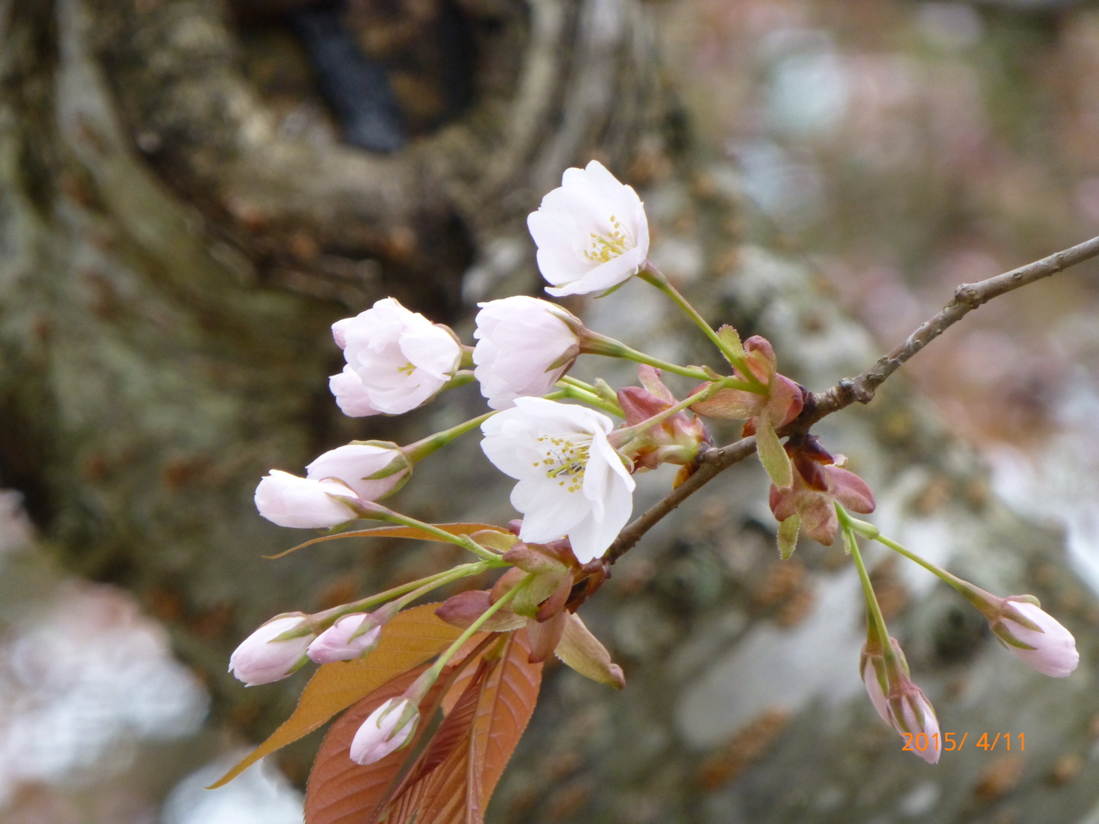 f:id:k10no3:20150411123237j:image:w279