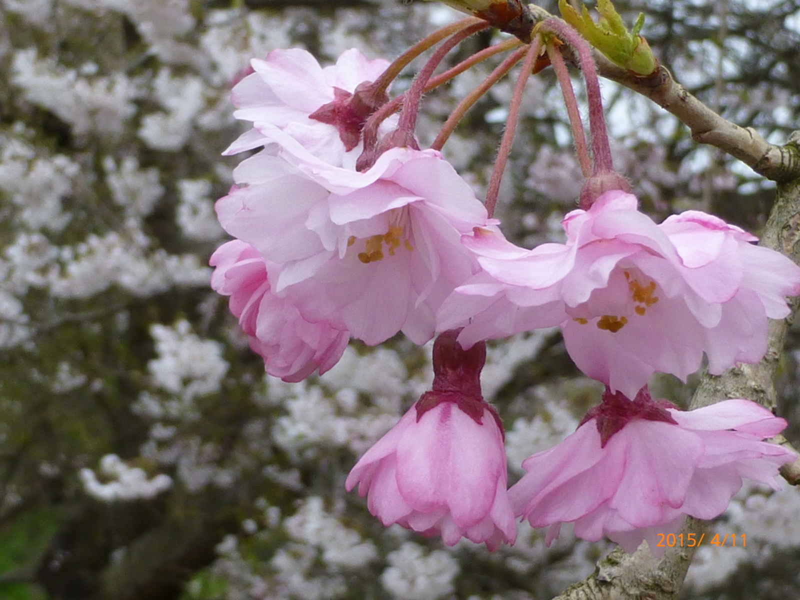 f:id:k10no3:20150411132042j:image:w560