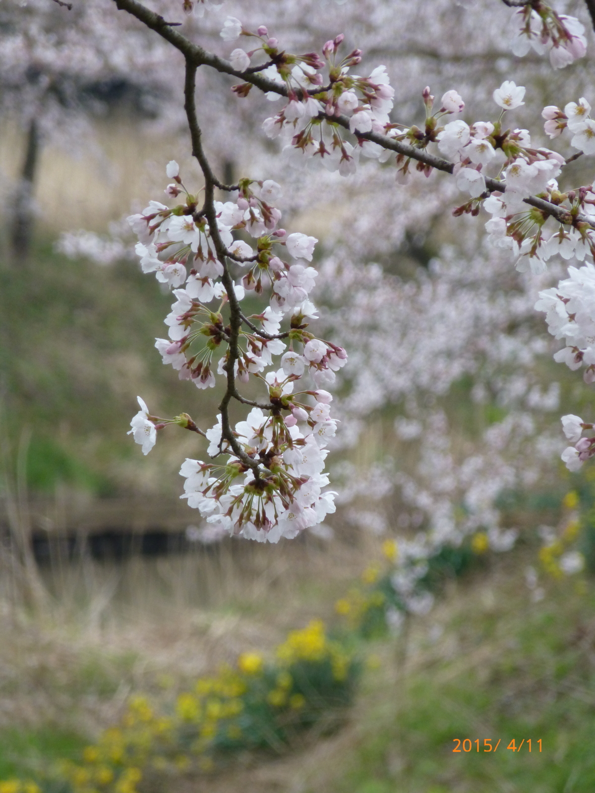 f:id:k10no3:20150411132332j:image:w279