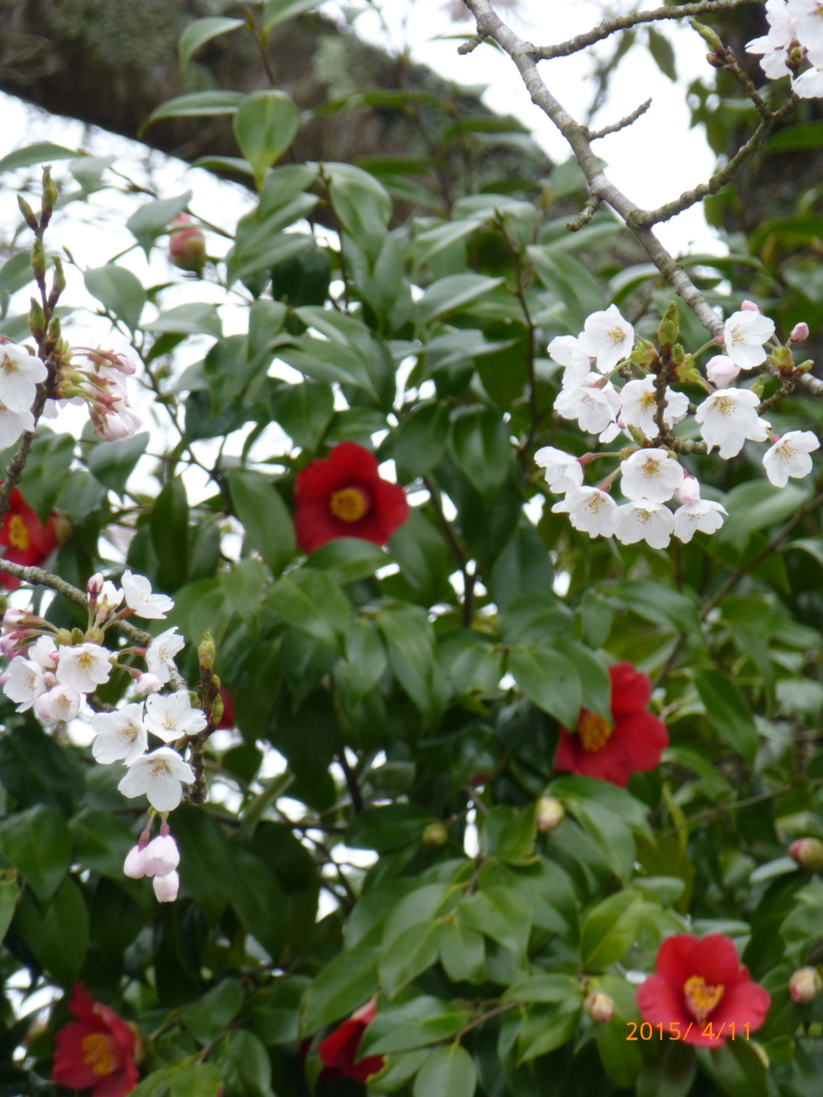 f:id:k10no3:20150411133624j:image:w279