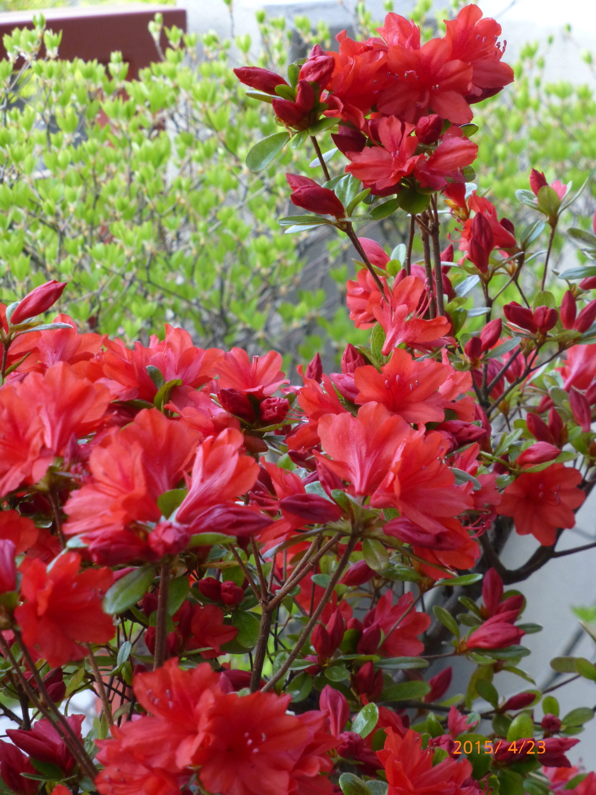 f:id:k10no3:20150423064953j:image:w420