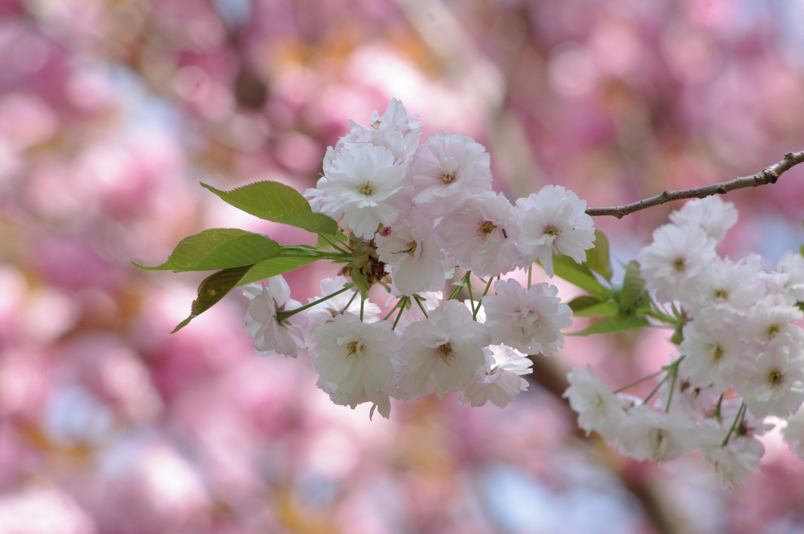 f:id:k10no3:20150425110410j:image:w560 f:id:k10no3:20150425110410j:image:w560