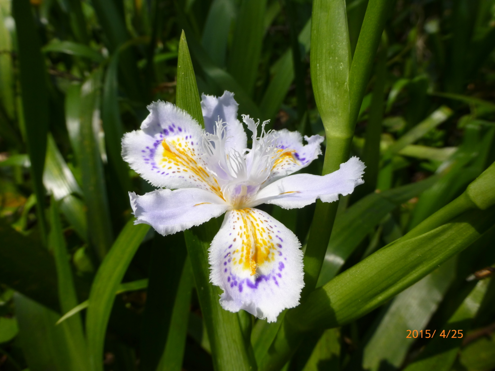 f:id:k10no3:20150425111203j:image:w560 f:id:k10no3:20150425111203j:image:w560