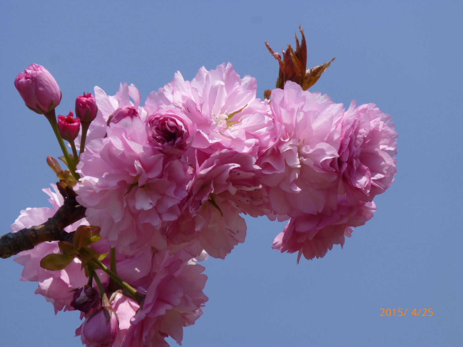 f:id:k10no3:20150425113719j:image:w560 f:id:k10no3:20150425113719j:image:w560