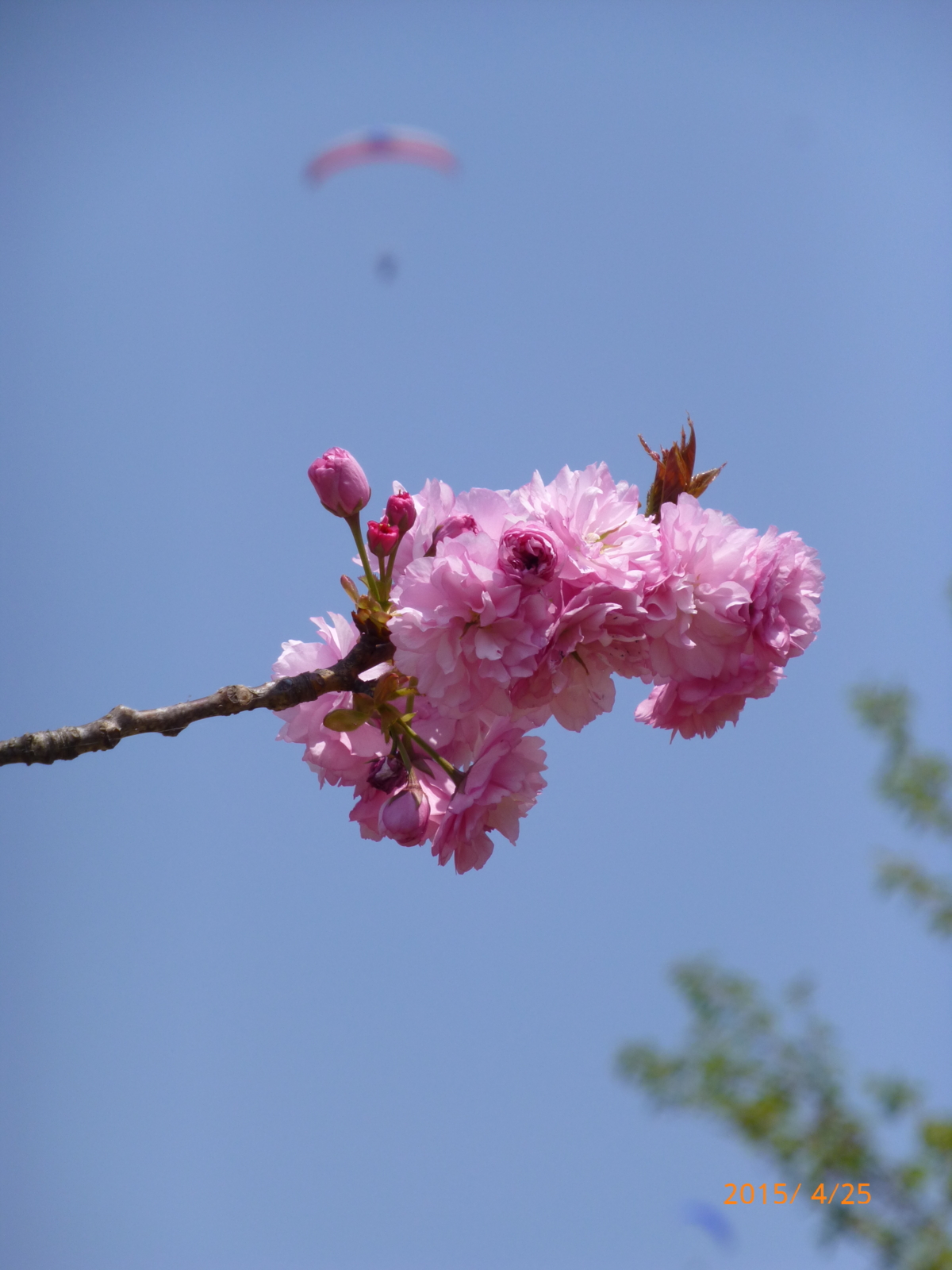 f:id:k10no3:20150425113743j:image:w279 f:id:k10no3:20150425113743j:image:w279