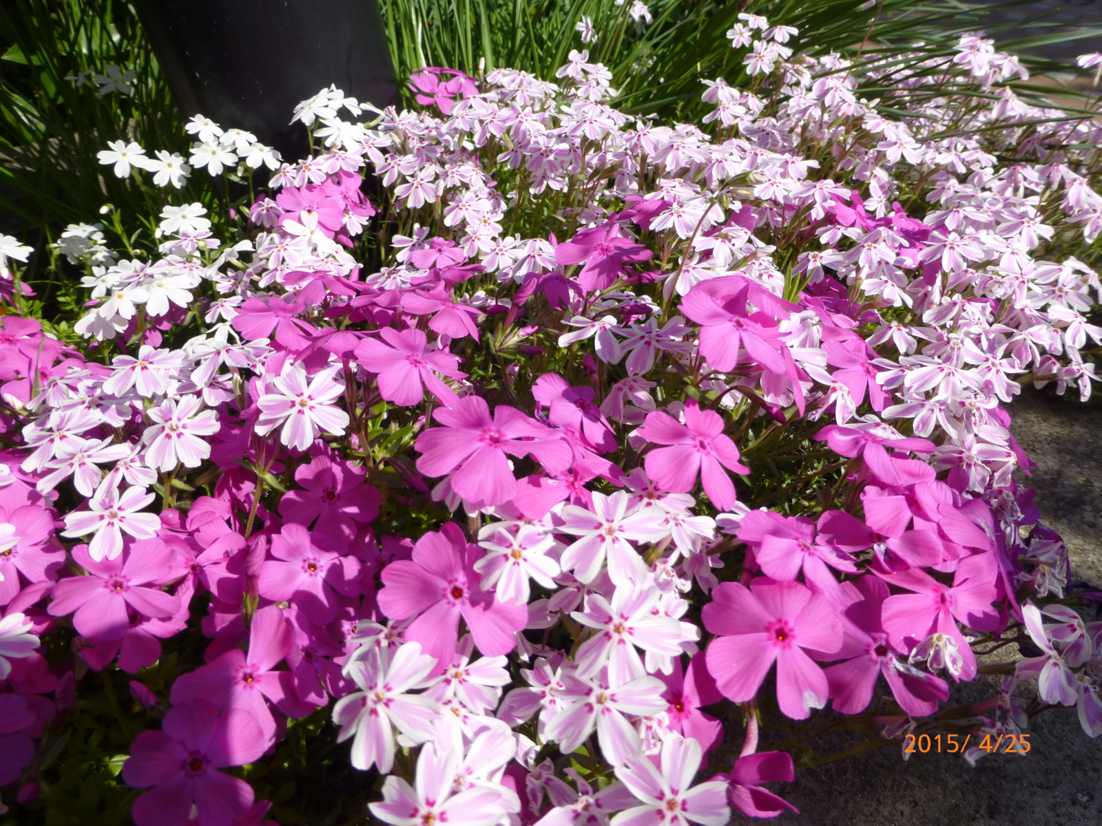 f:id:k10no3:20150425151651j:image:w560 f:id:k10no3:20150425151651j:image:w560