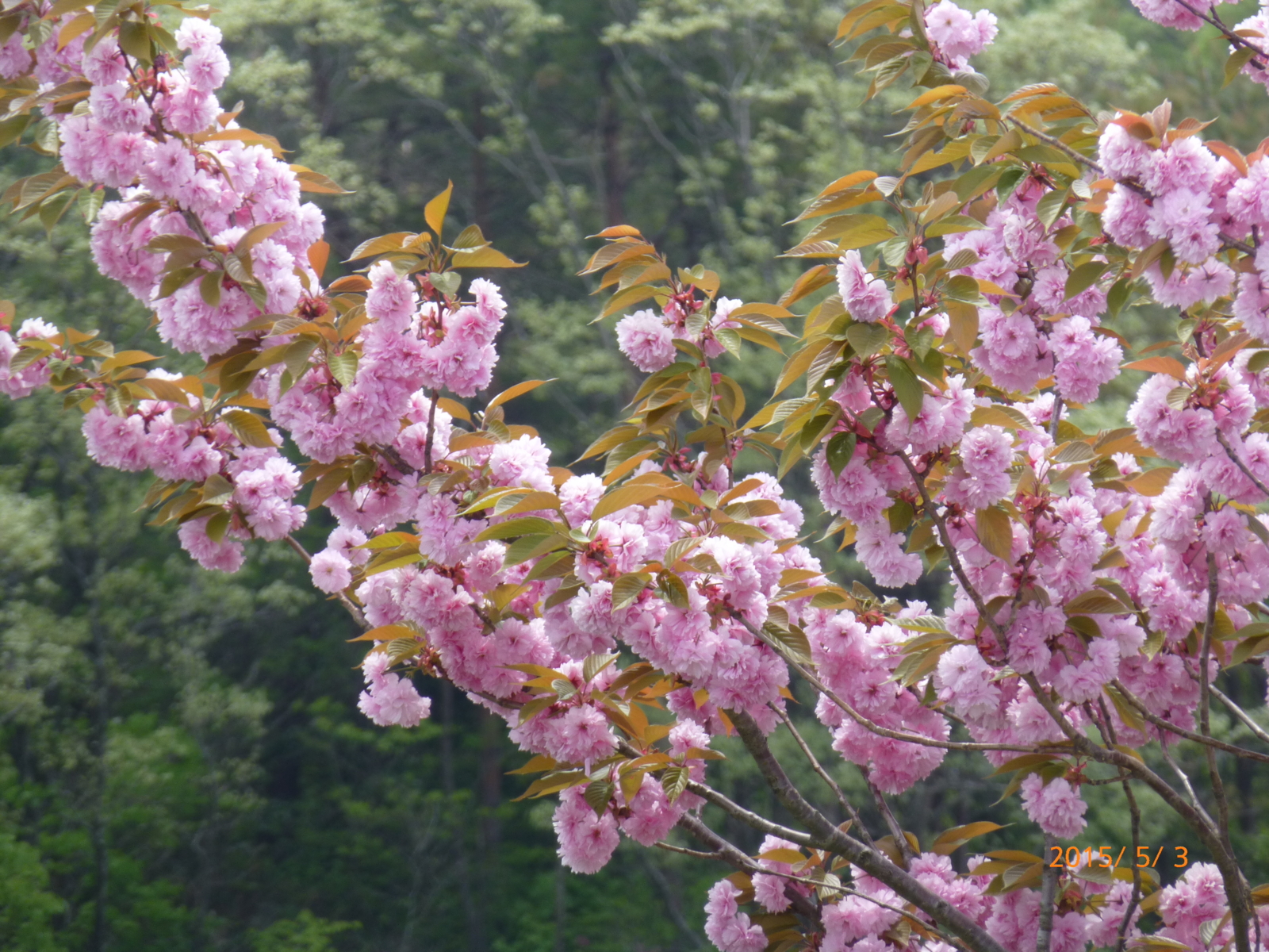 f:id:k10no3:20150503111134j:image:w279