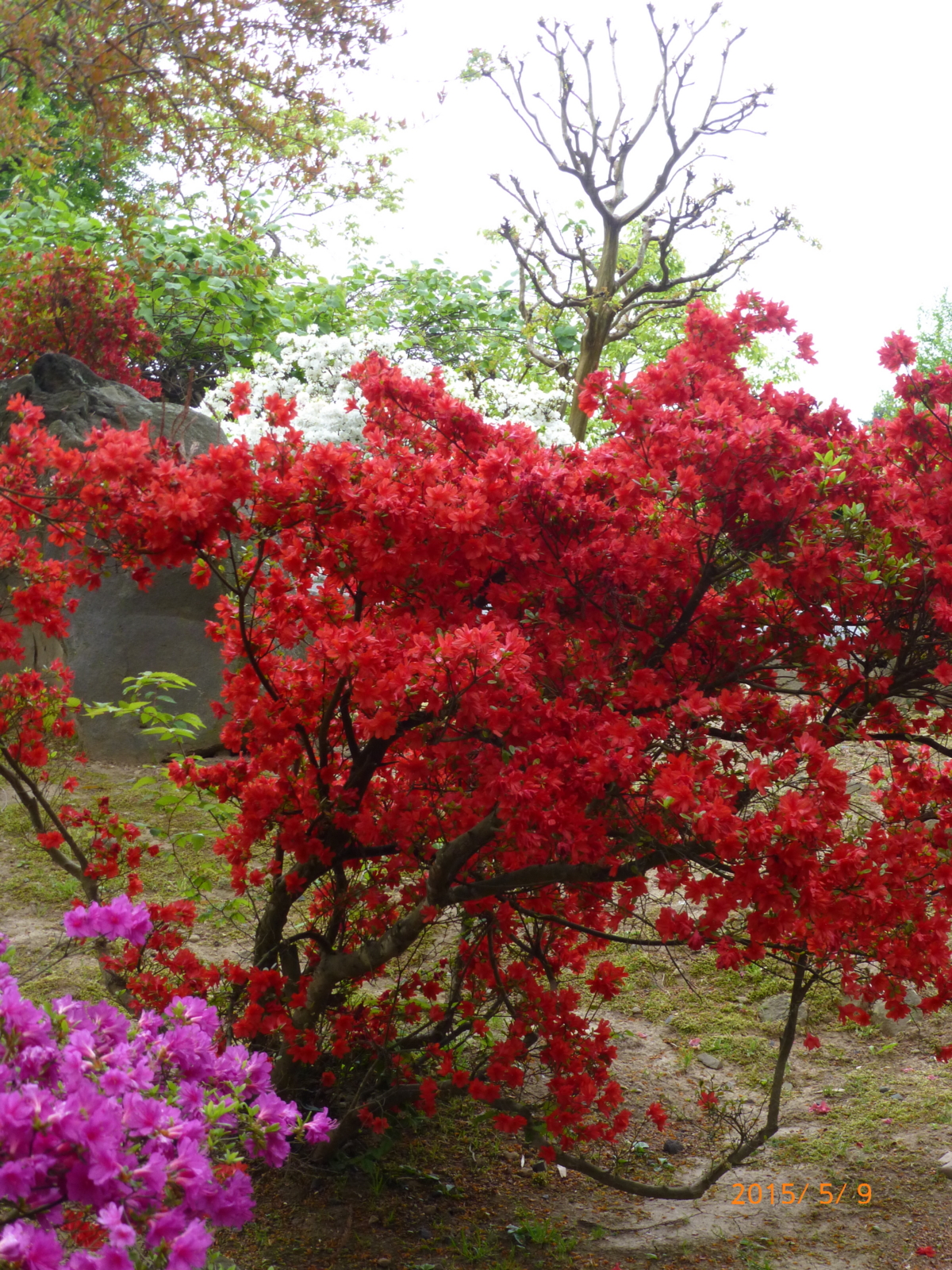 f:id:k10no3:20150509140832j:image:w279