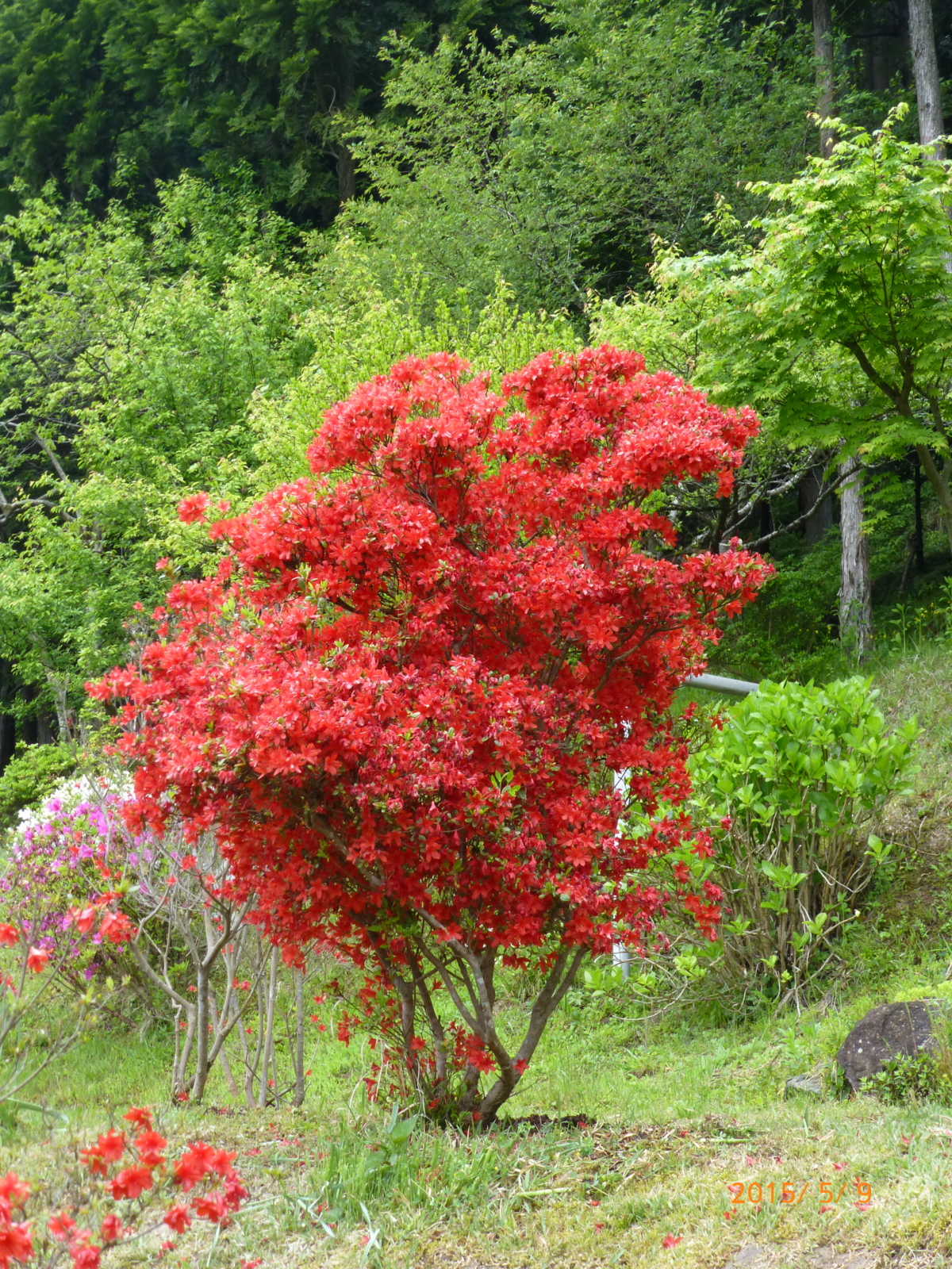 f:id:k10no3:20150509142224j:image:w279