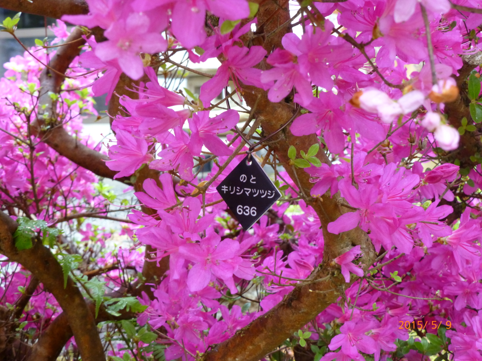 f:id:k10no3:20150509144323j:image:w560